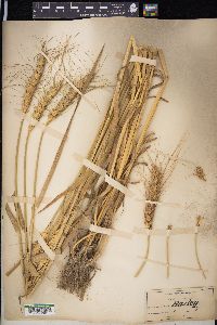 Triticum aestivum image