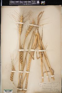 Triticum aestivum image