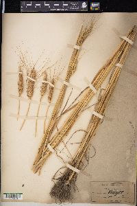 Triticum aestivum image