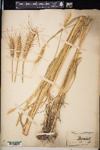 Triticum aestivum image