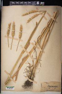 Triticum aestivum image