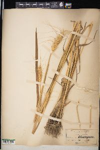 Triticum aestivum image