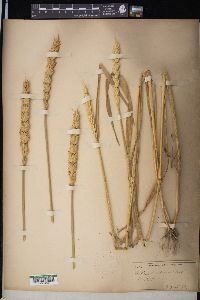 Triticum aestivum image