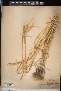 Triticum aestivum image