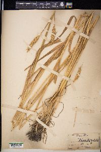 Triticum aestivum image