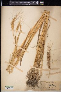 Triticum aestivum image