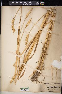 Triticum aestivum image