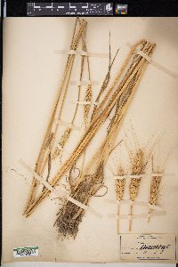 Triticum aestivum image