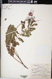 Caesalpinia pulcherrima image