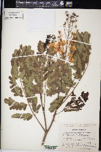 Caesalpinia pulcherrima image