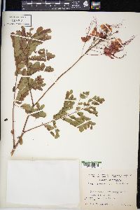 Caesalpinia pulcherrima image