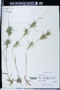 Panicum spretum image