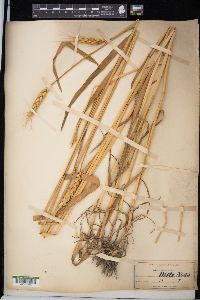 Triticum aestivum image