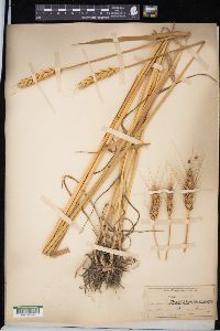 Triticum aestivum image