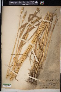 Triticum aestivum image