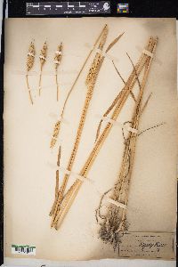 Triticum aestivum image