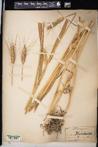 Triticum aestivum image