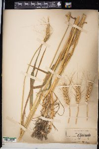 Triticum aestivum image