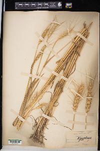 Triticum aestivum image