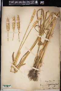 Triticum aestivum image