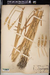 Triticum aestivum image