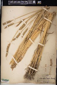 Triticum aestivum image