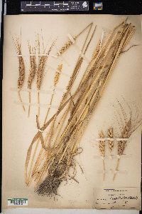 Triticum aestivum image