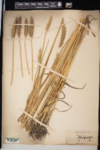 Triticum aestivum image