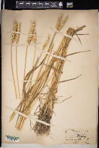 Triticum aestivum image