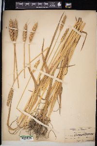 Triticum aestivum image