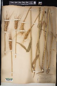 Triticum aestivum image