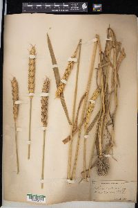 Triticum aestivum image