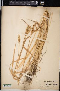 Triticum aestivum image