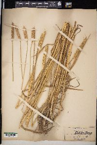 Triticum aestivum image