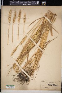 Triticum aestivum image