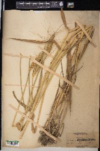 Triticum aestivum image