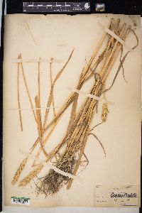 Triticum aestivum image