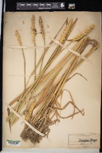 Triticum aestivum image