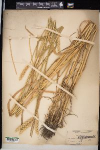 Triticum aestivum image