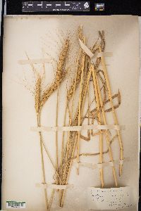 Triticum aestivum image