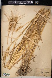 Triticum aestivum image