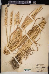 Triticum aestivum image