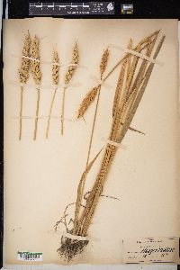 Triticum aestivum image