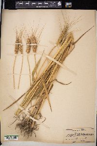 Triticum aestivum image