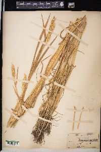 Triticum aestivum image