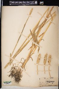 Triticum aestivum image