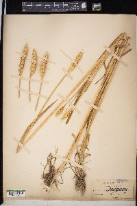 Triticum aestivum image