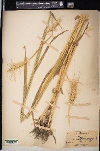 Triticum aestivum image