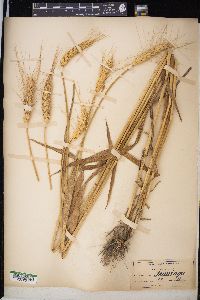 Triticum aestivum image