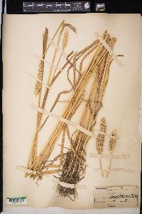 Triticum aestivum image